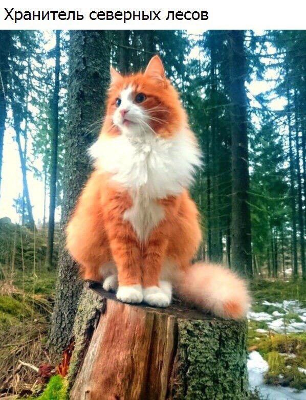 Защитник леса
