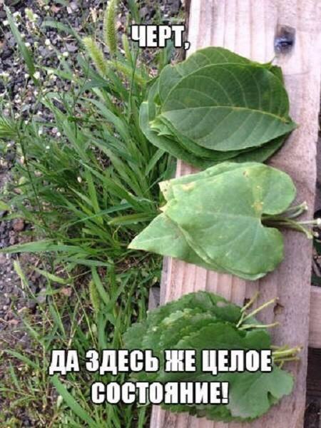 Куча денег