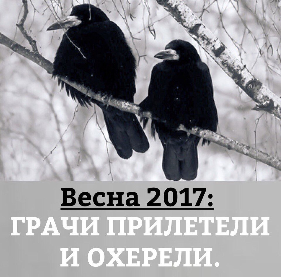 Грачи офигели