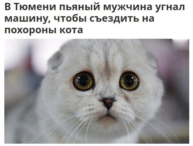 Во имя кота