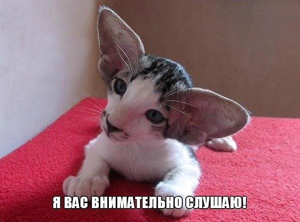 Все слышит