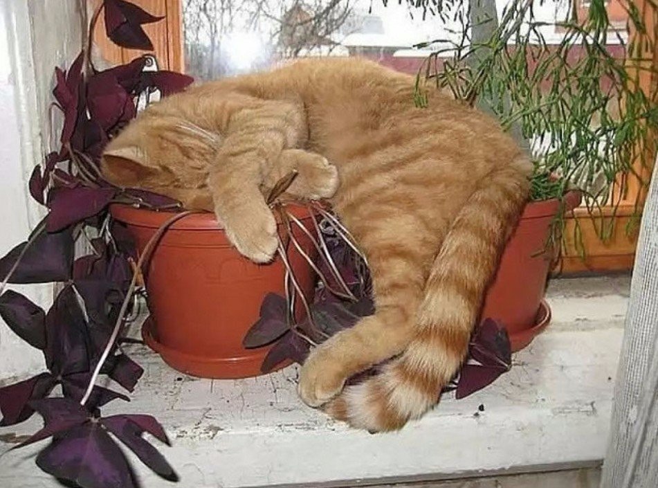 Приснул