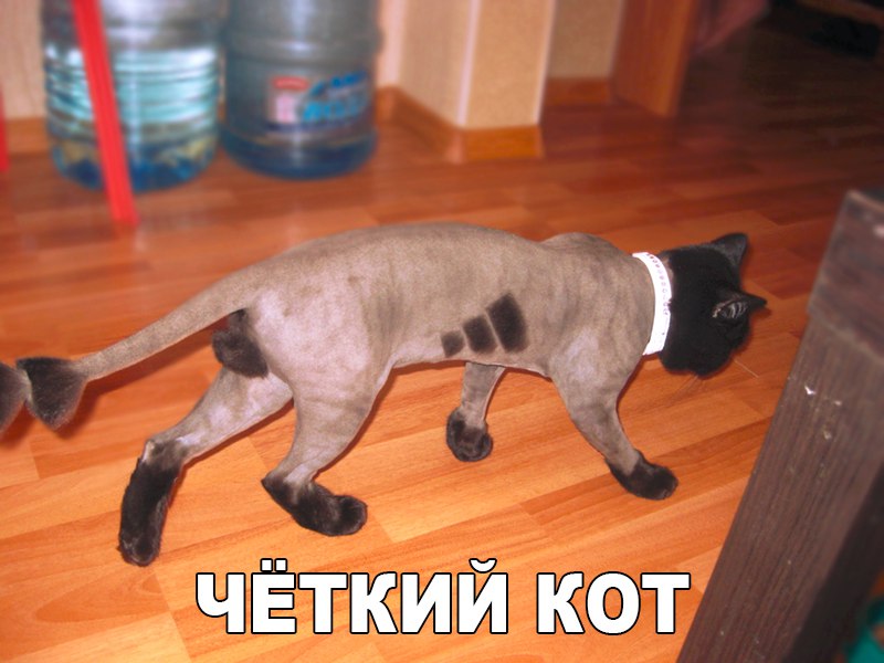 Четкий котяра