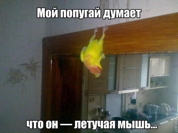 Летучая мышка