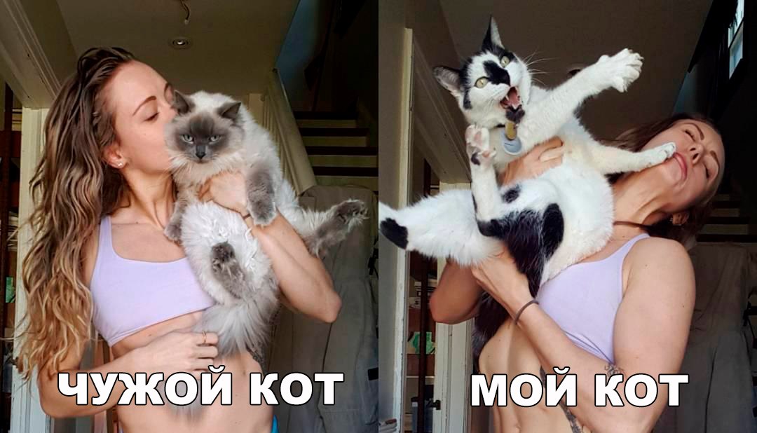 Котяра