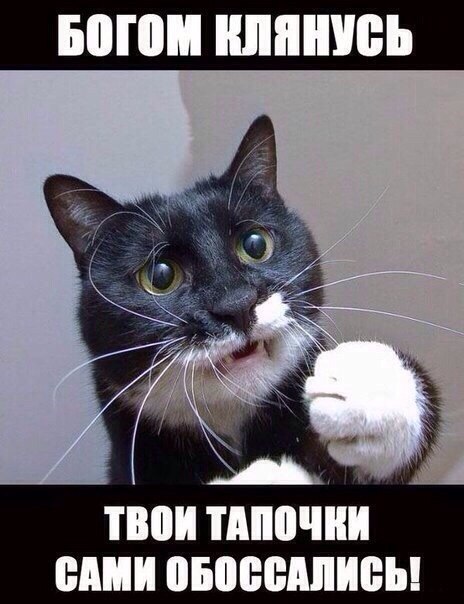 И за свой мурр отвечаю