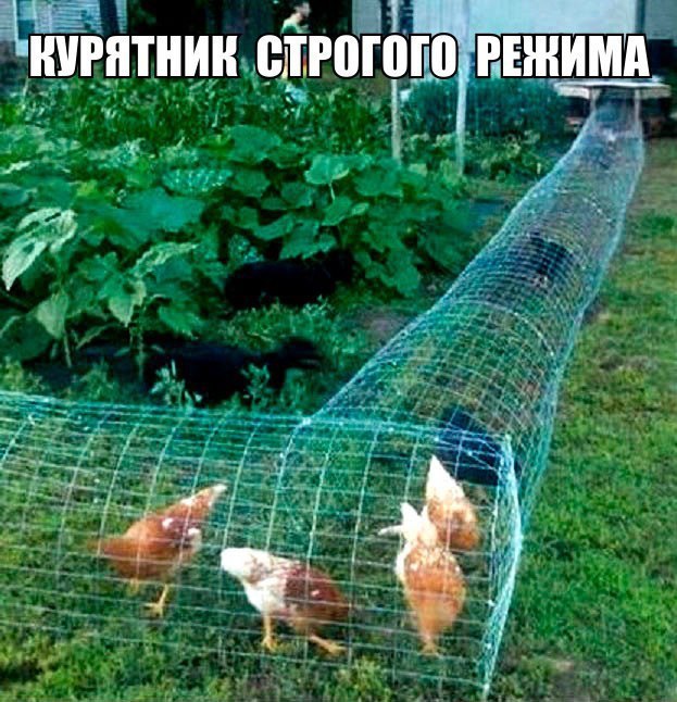 Куриный коллайдер