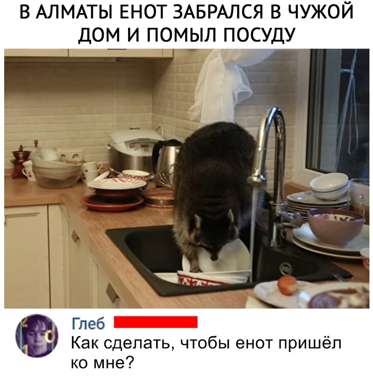 Енот - полоскун
