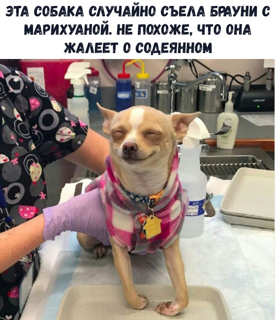 собака