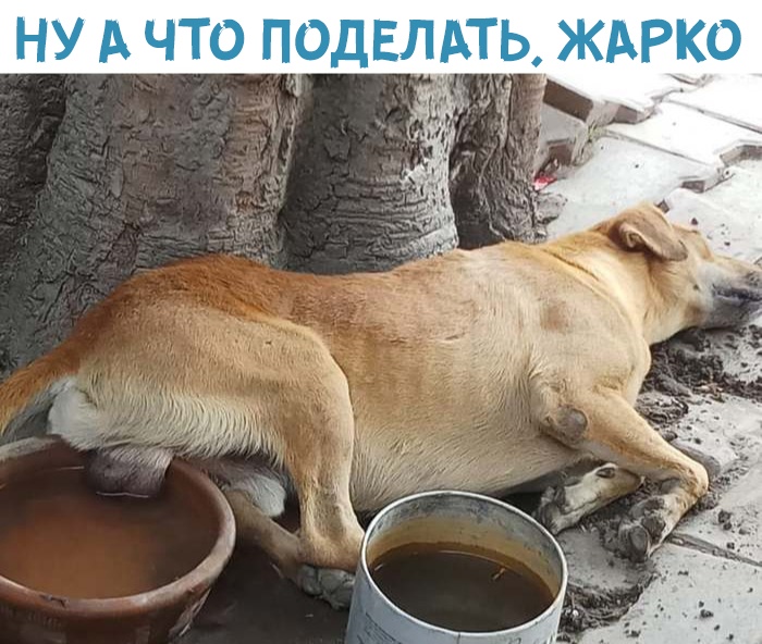 Жара...