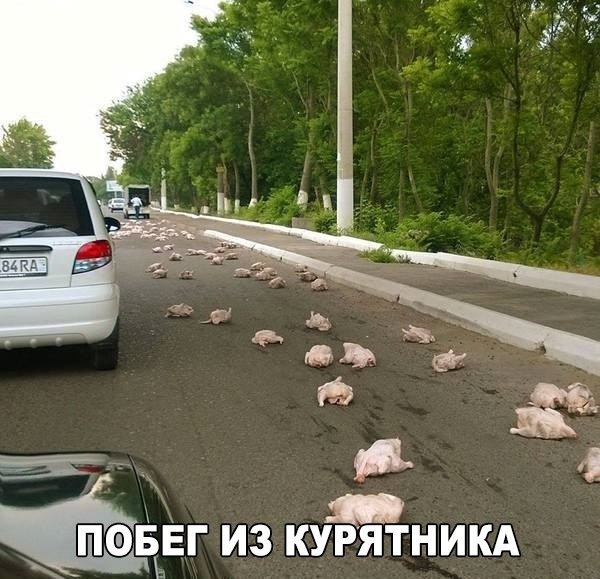 Побег из курятника