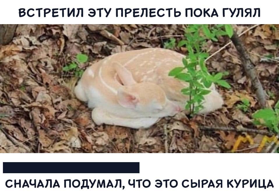 Прелестная курица