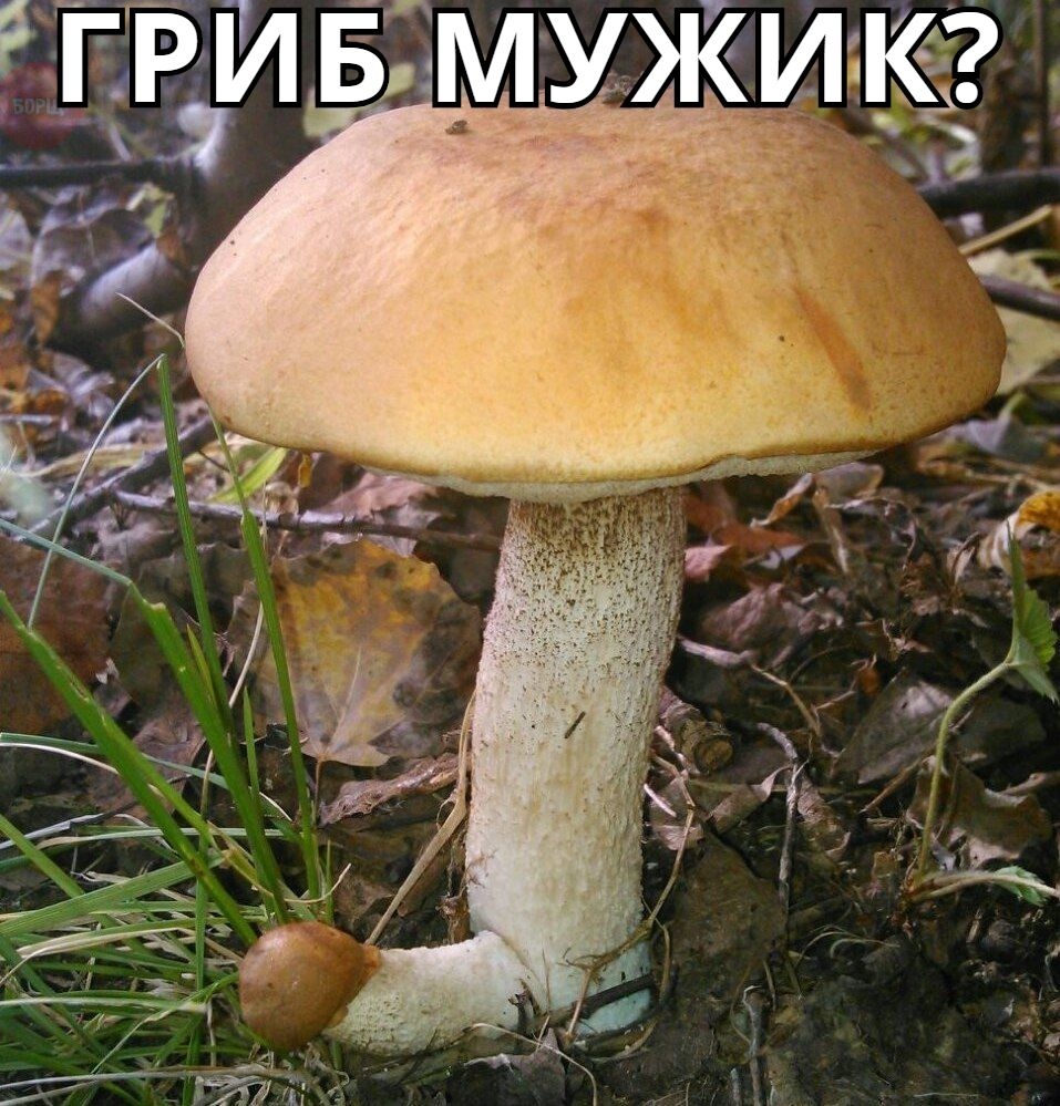 гриб-мужик
