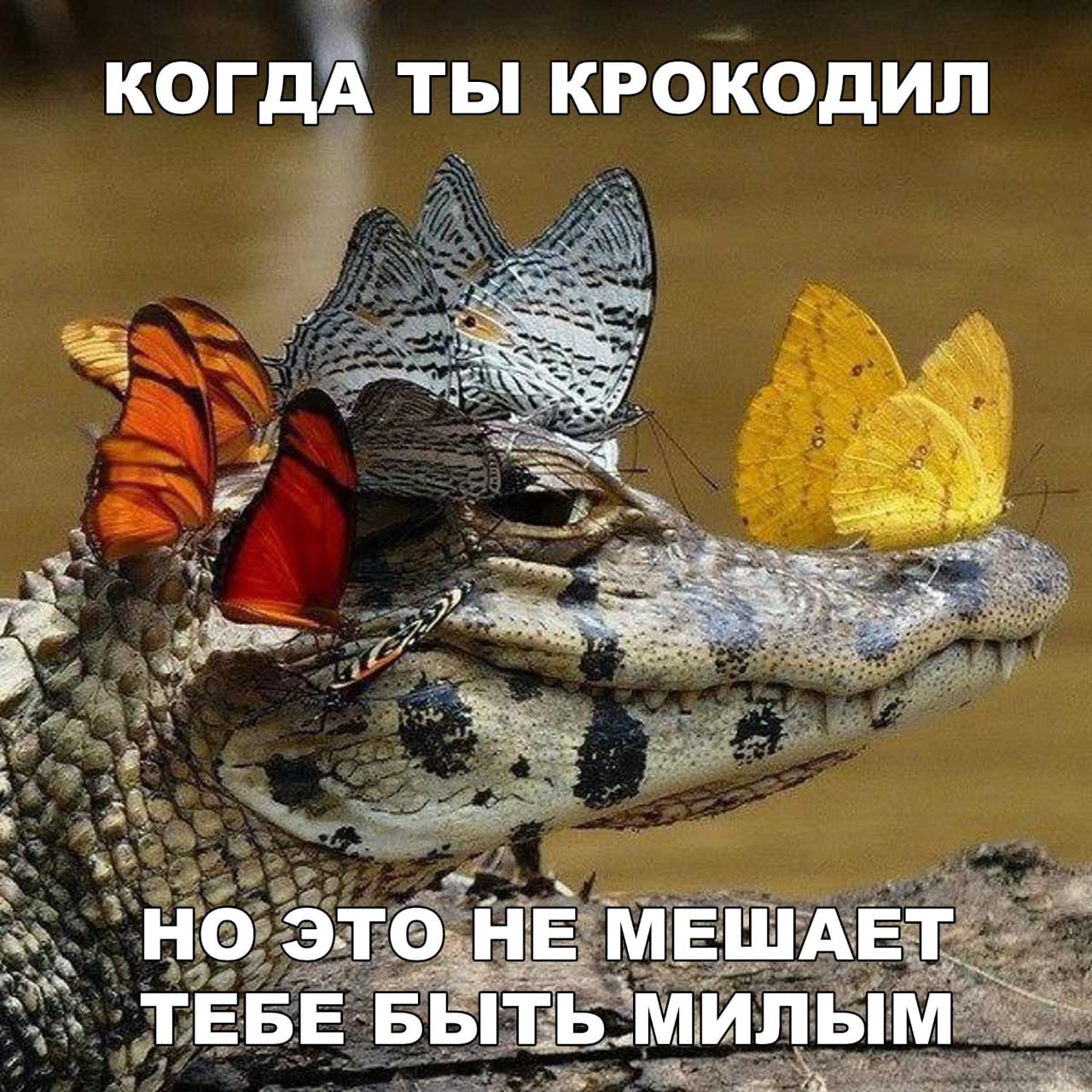 Крокодил тоже может быть милым