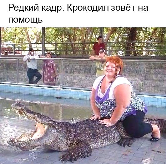 Спасите крокодила