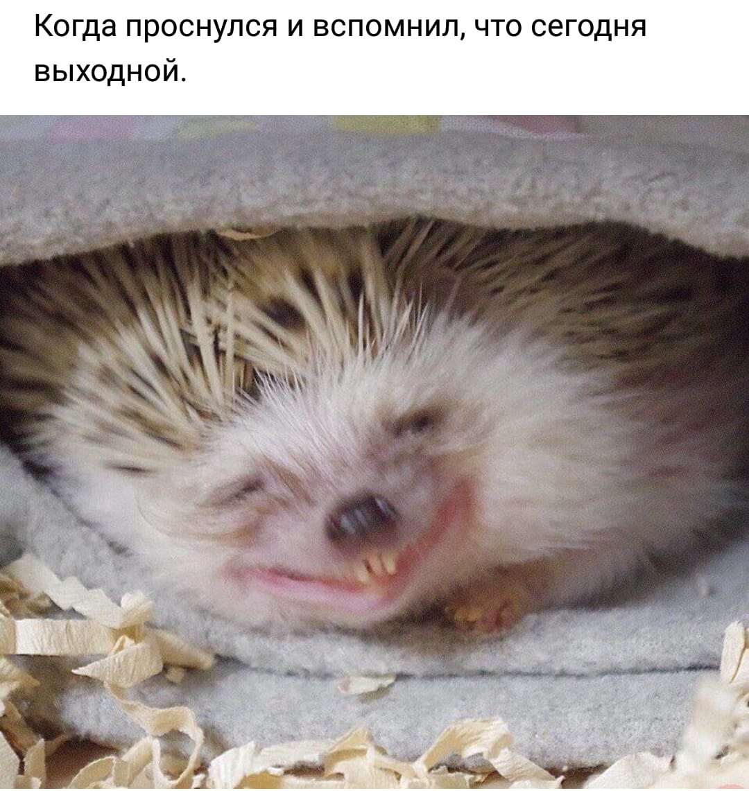 Довольный как ёжик