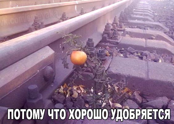 Железнодорожный огород
