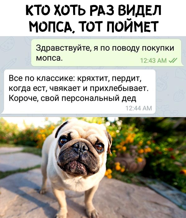 Домашний дед