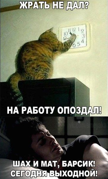 Война с котом