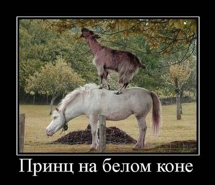 Принц на белом коне