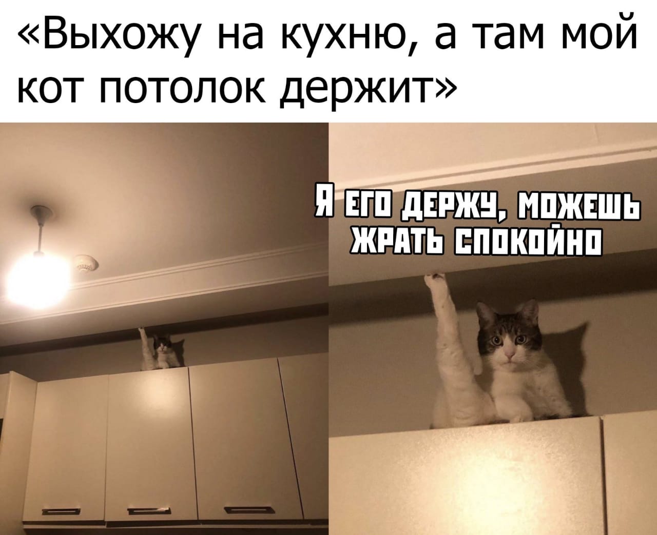 Заботливый котик