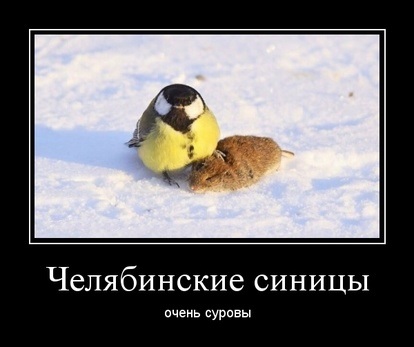 Суровая синица
