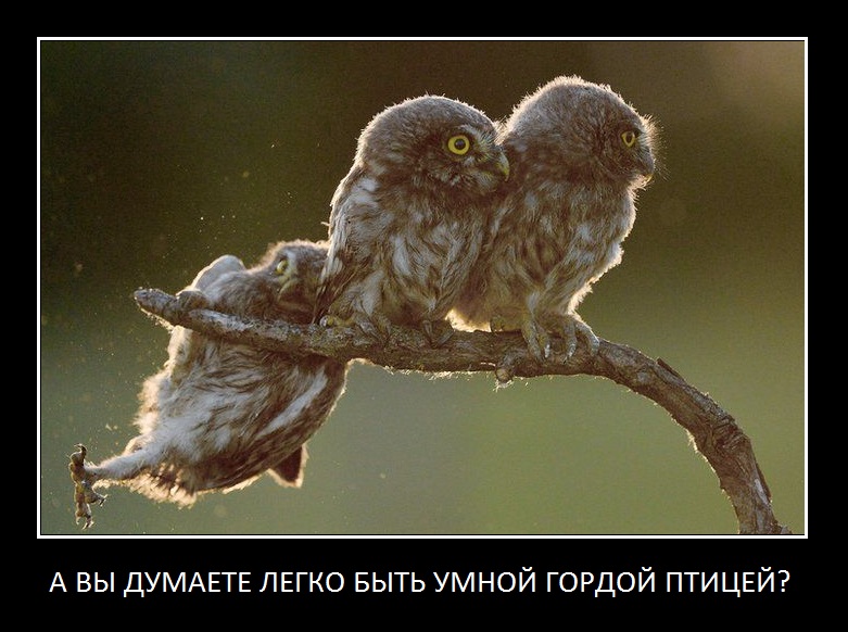 умная гордая птица