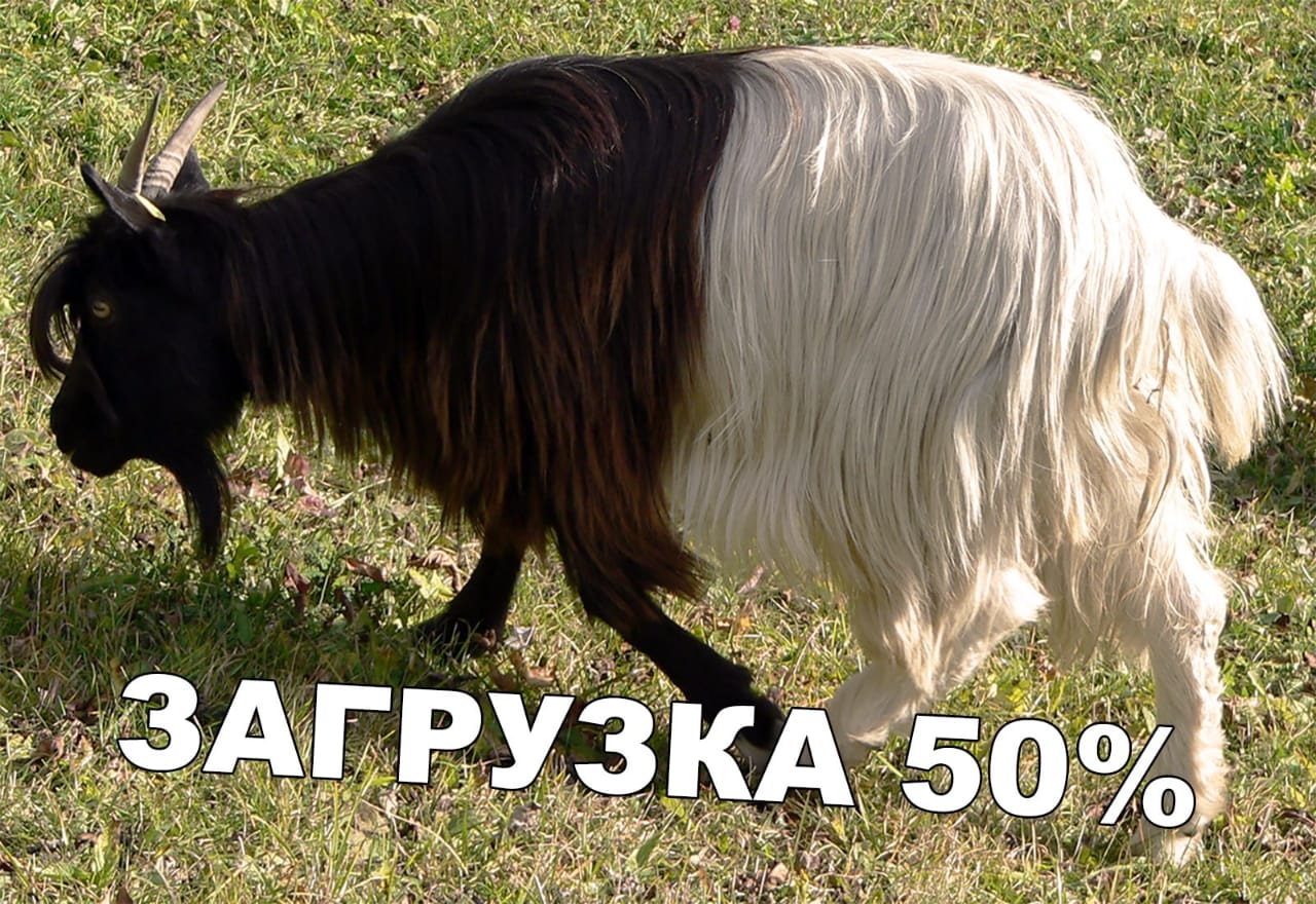 50%