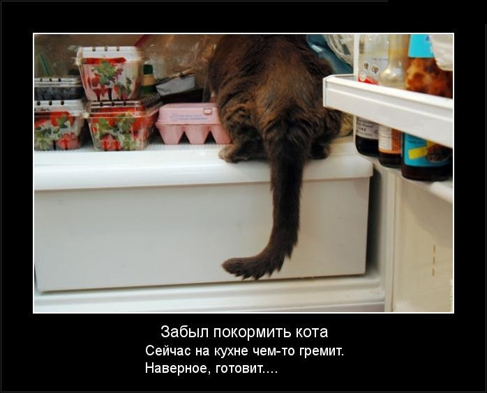 кот готовит
