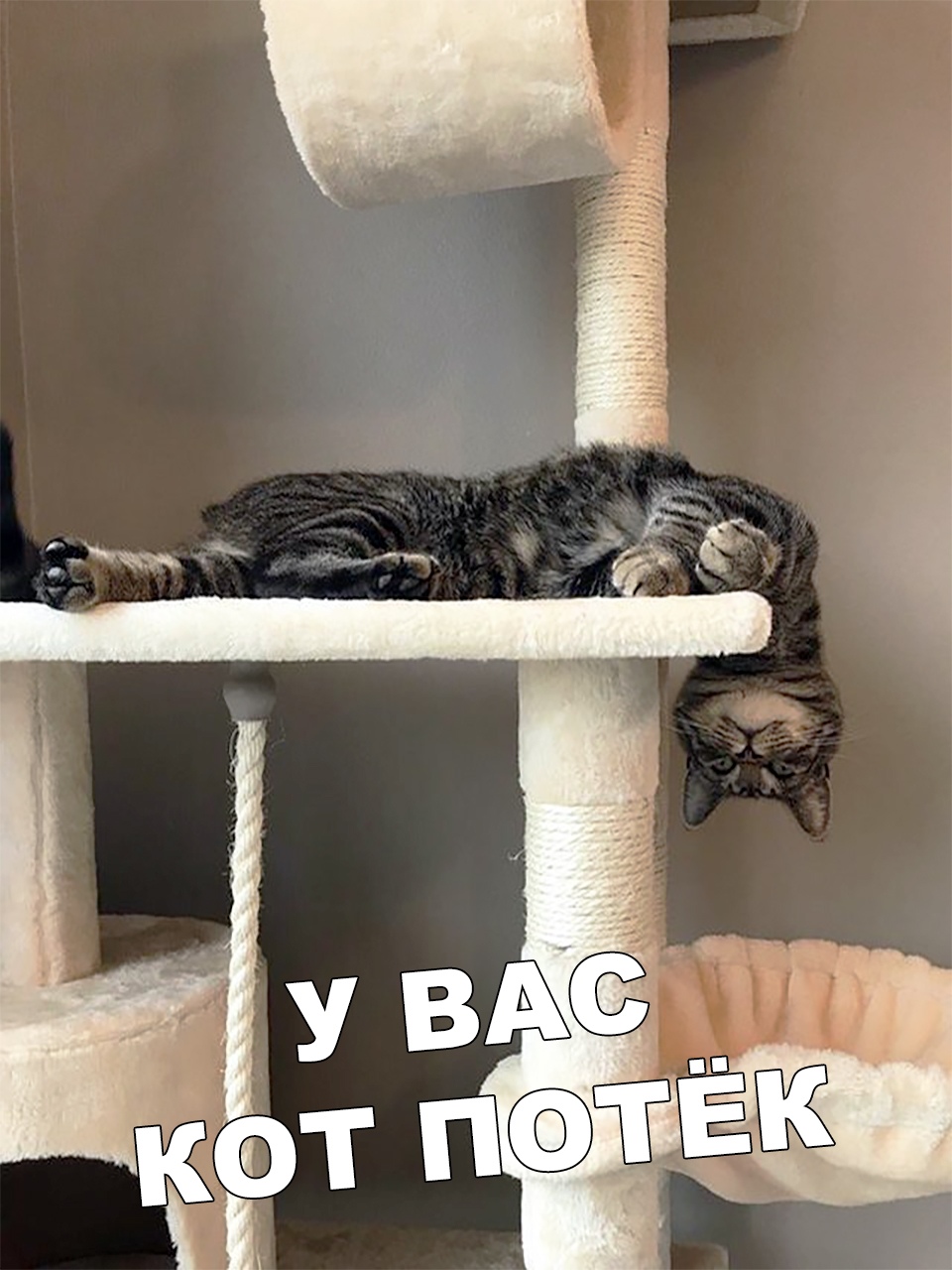 Кот потек