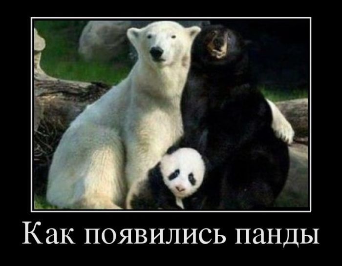 панда
