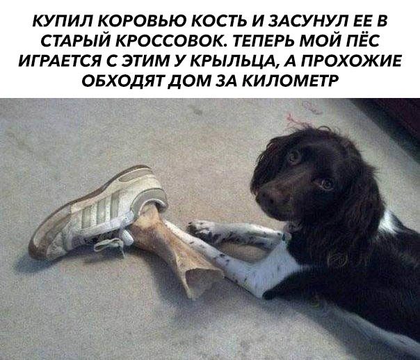 Купил собаке косточку