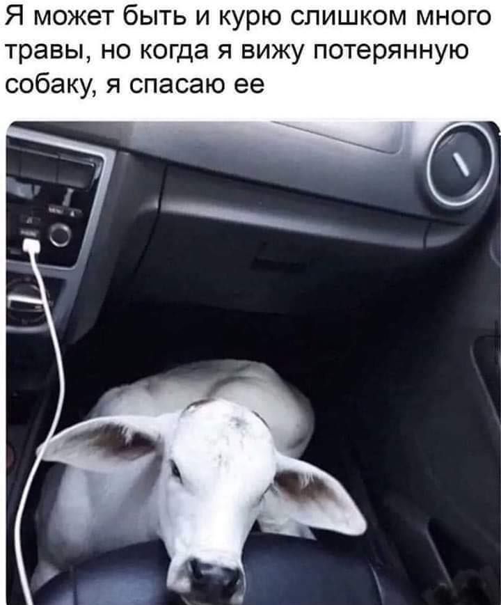 Жалко собачку