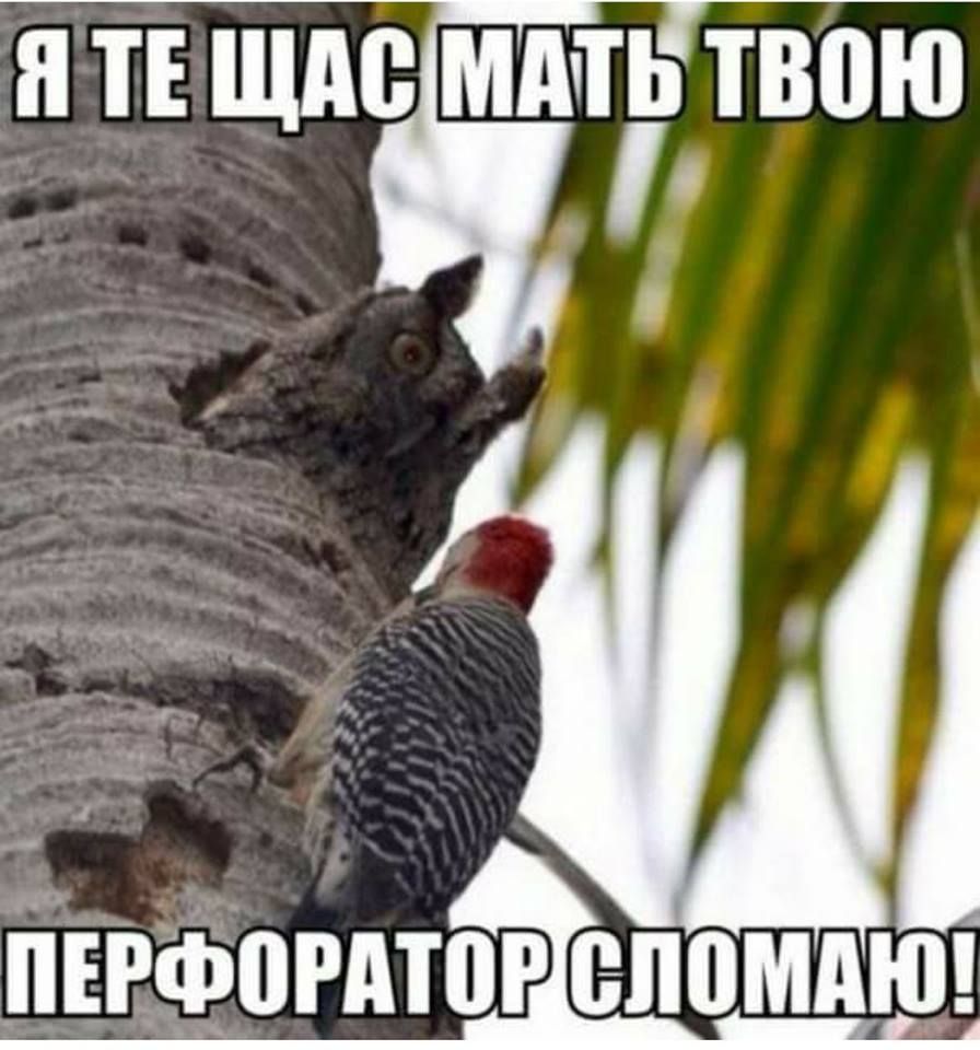 Дятел