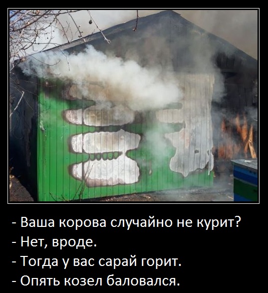 Корова не курит?