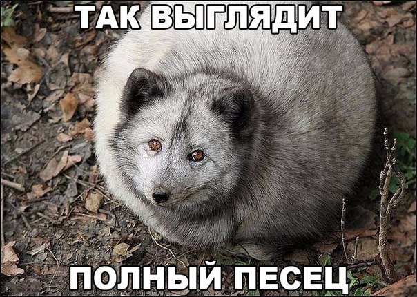 Полный песец
