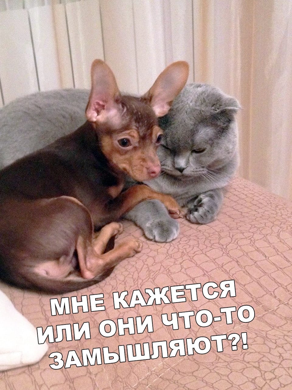 Заговор