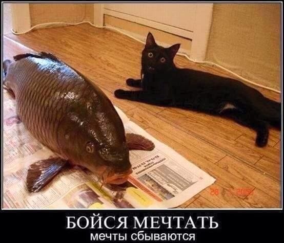 Мечты сбываются