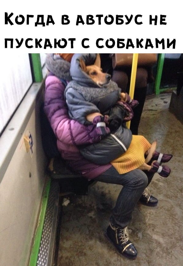 Это не собака