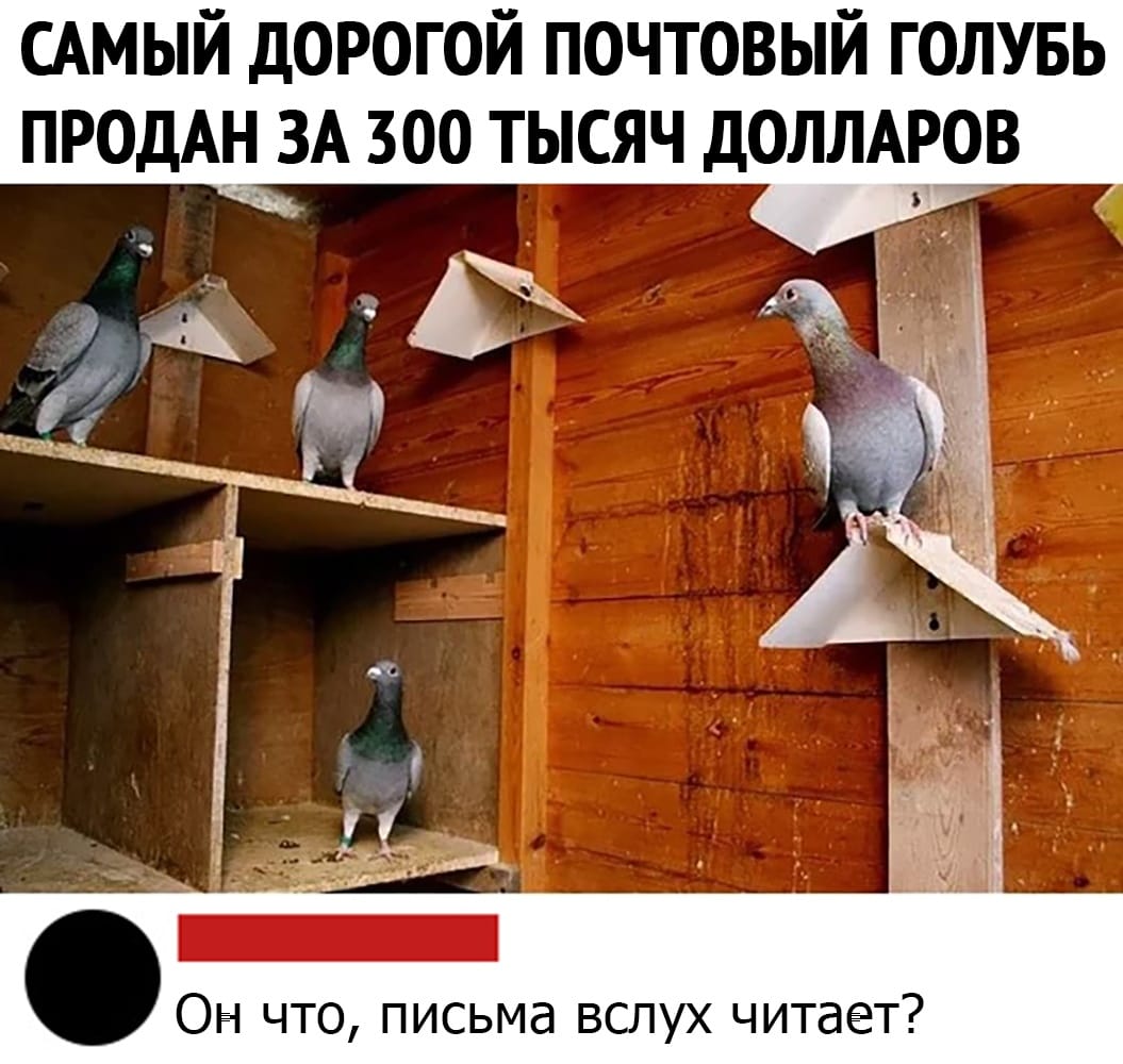 Золотой голубь