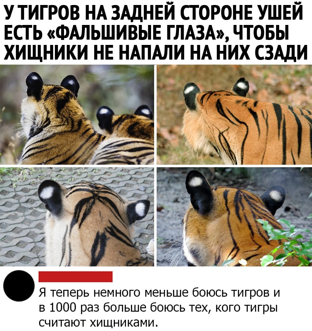 Запасные глаза