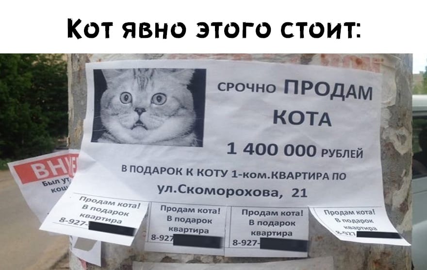 Продам кота