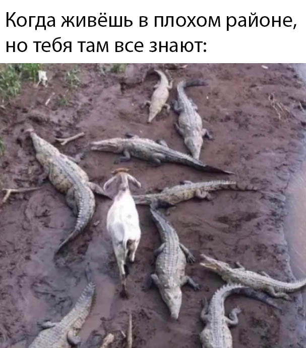 Свой среди чужих