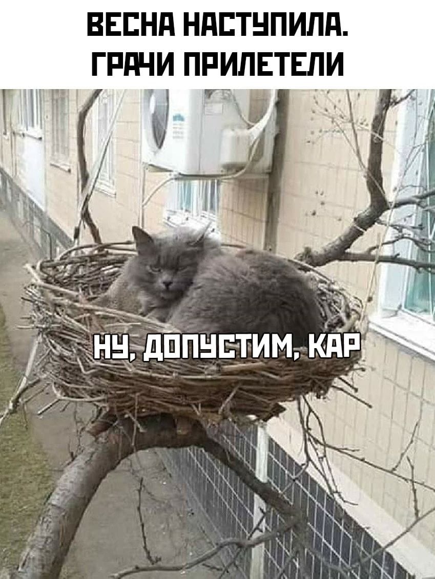 Грачи прилетели