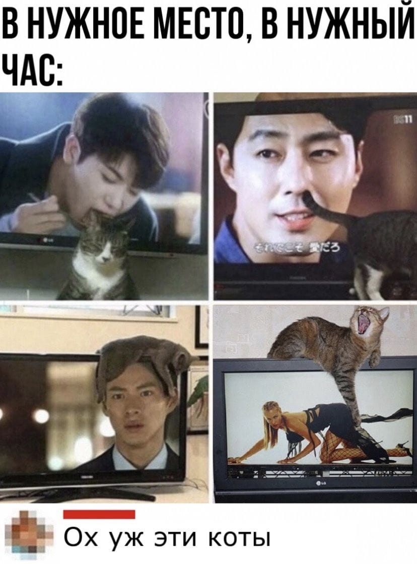 Ох уж эти коты