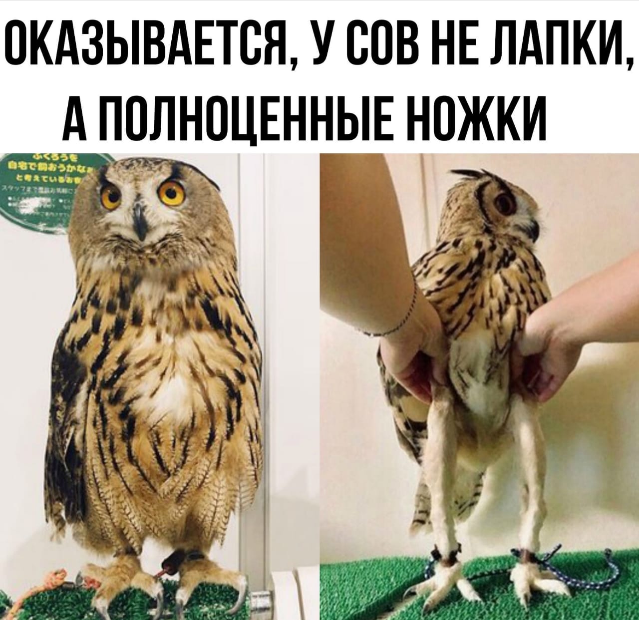 Какие ноги!