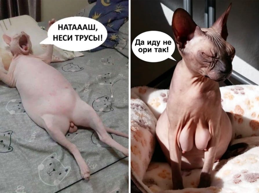 Неси трусы