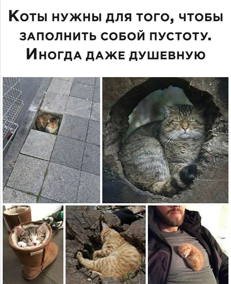 Кошки такие кошки