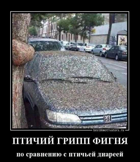 Птичья диарея