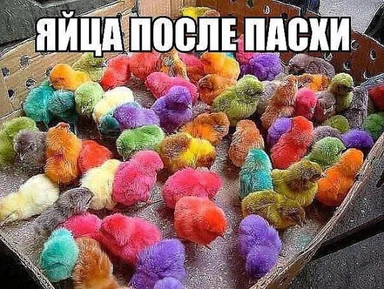 Яйца превращаются...